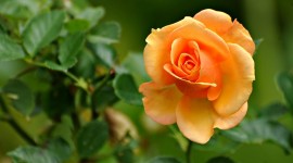 Yellow Rose Iphone wallpapers