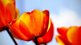 Tulips Pictures