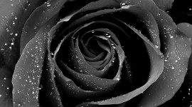 Black Rose Images