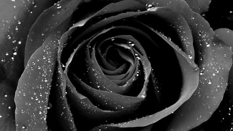 Black Rose wallpapers high quality
