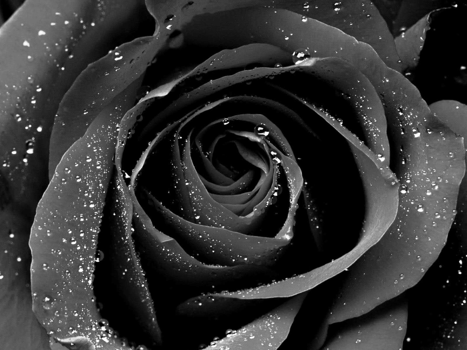 Black Rose Iphone Wallpaper