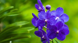 Blue Orchid Pictures