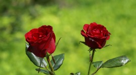 Red Rose background