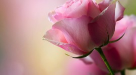Pink Rose pic