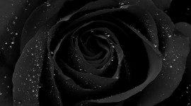 Black Rose background