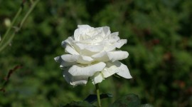 White Rose Photos