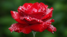 Red Rose pic