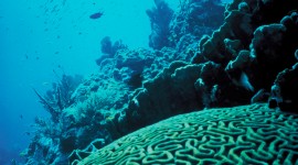 Florida Coral Reefs free