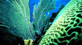 Florida Coral Reefs HD Wallpaper