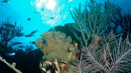 Florida Coral Reefs High Definition
