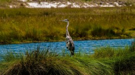 Everglades Photos