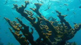 Florida Coral Reefs Wallpapers