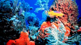Florida Coral Reefs Download for desktop