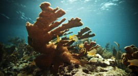 Florida Coral Reefs 4K
