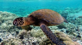 Florida Coral Reefs Widescreen