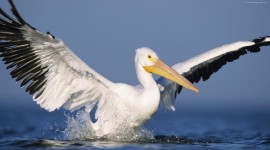 Pelican High resolution