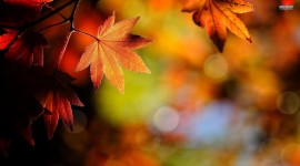 Autumn Leaves High quality wallpapers