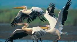 Pelican Photos