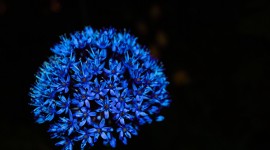 Blue Flowers 1080p