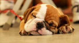 Puppies High quality wallpapers