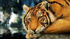 Tiger High resolution