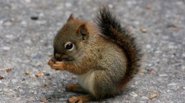 Squirrel High resolution