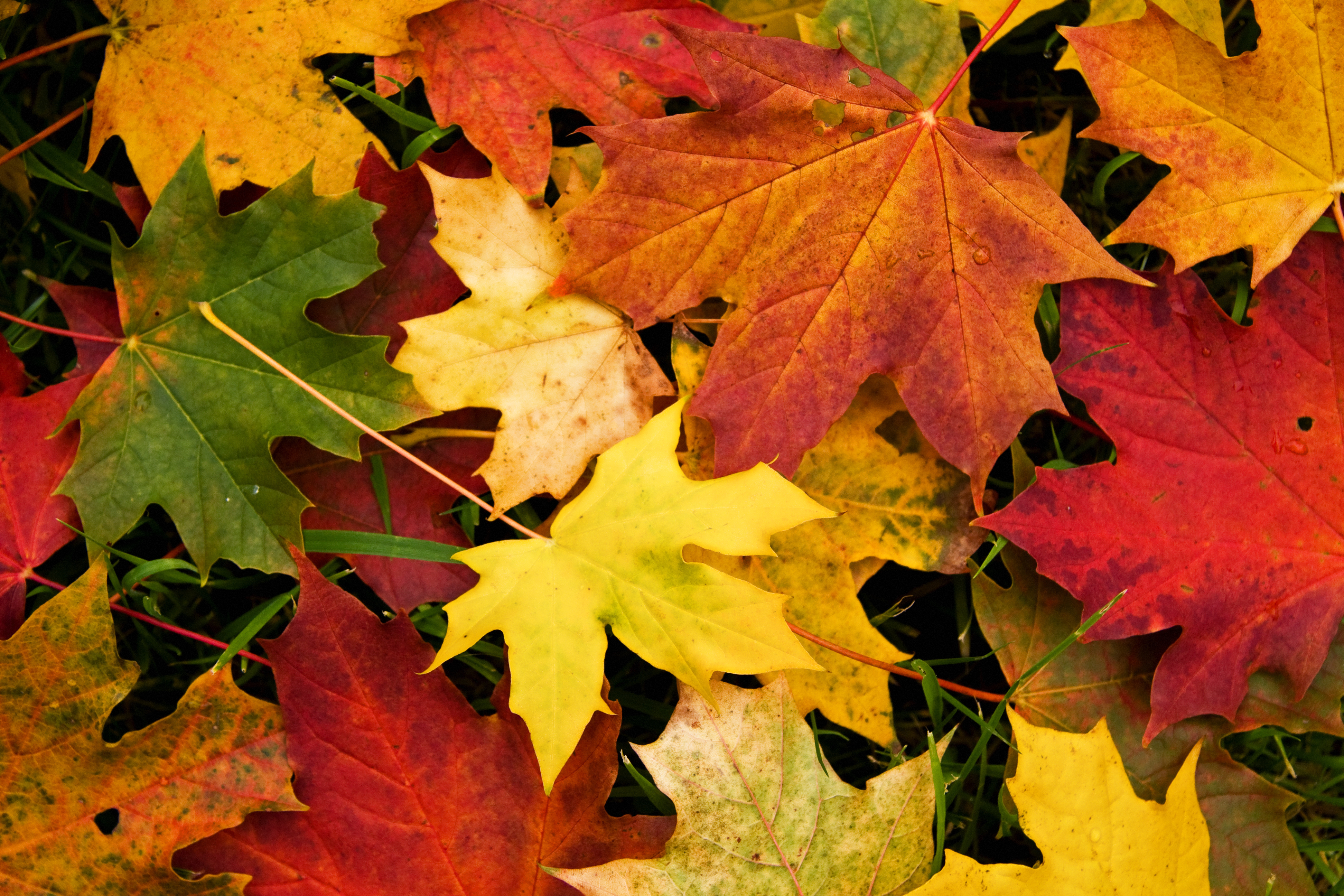 Autumn Leaves Wallpapers High Quality | Download Free