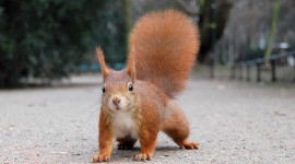 Squirrel for smartphone