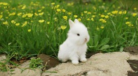 Rabbit HD