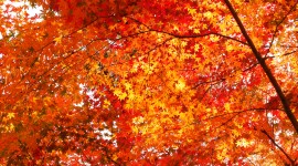 Autumn Widescreen