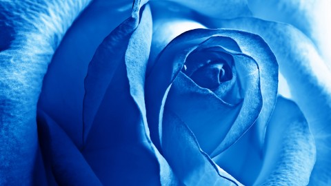 Blue Flowers wallpapers high quality