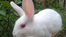 Rabbit Photos