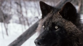 Black Wolf Widescreen