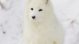 Arctic Fox Download for desktop