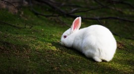 Rabbit for smartphone