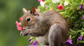 Squirrel pic