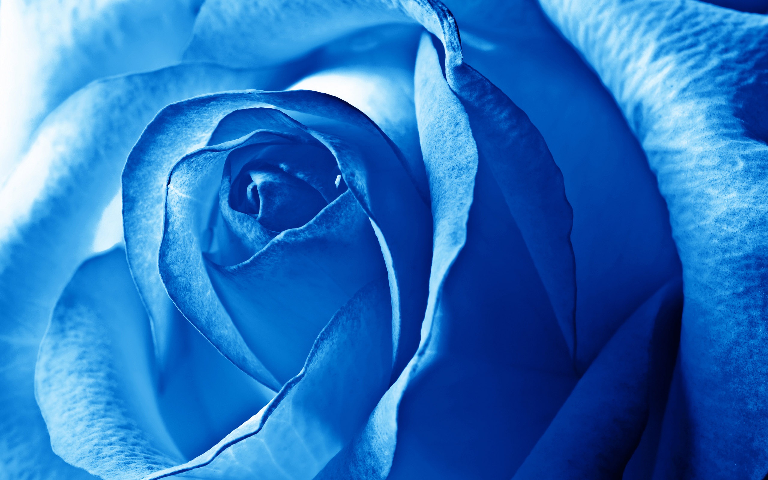 Blue Flowers Wallpapers High Quality | Download Free