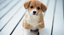 Puppies Iphone wallpapers