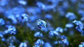Blue Flowers For desktop