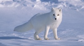 Arctic Fox 4K