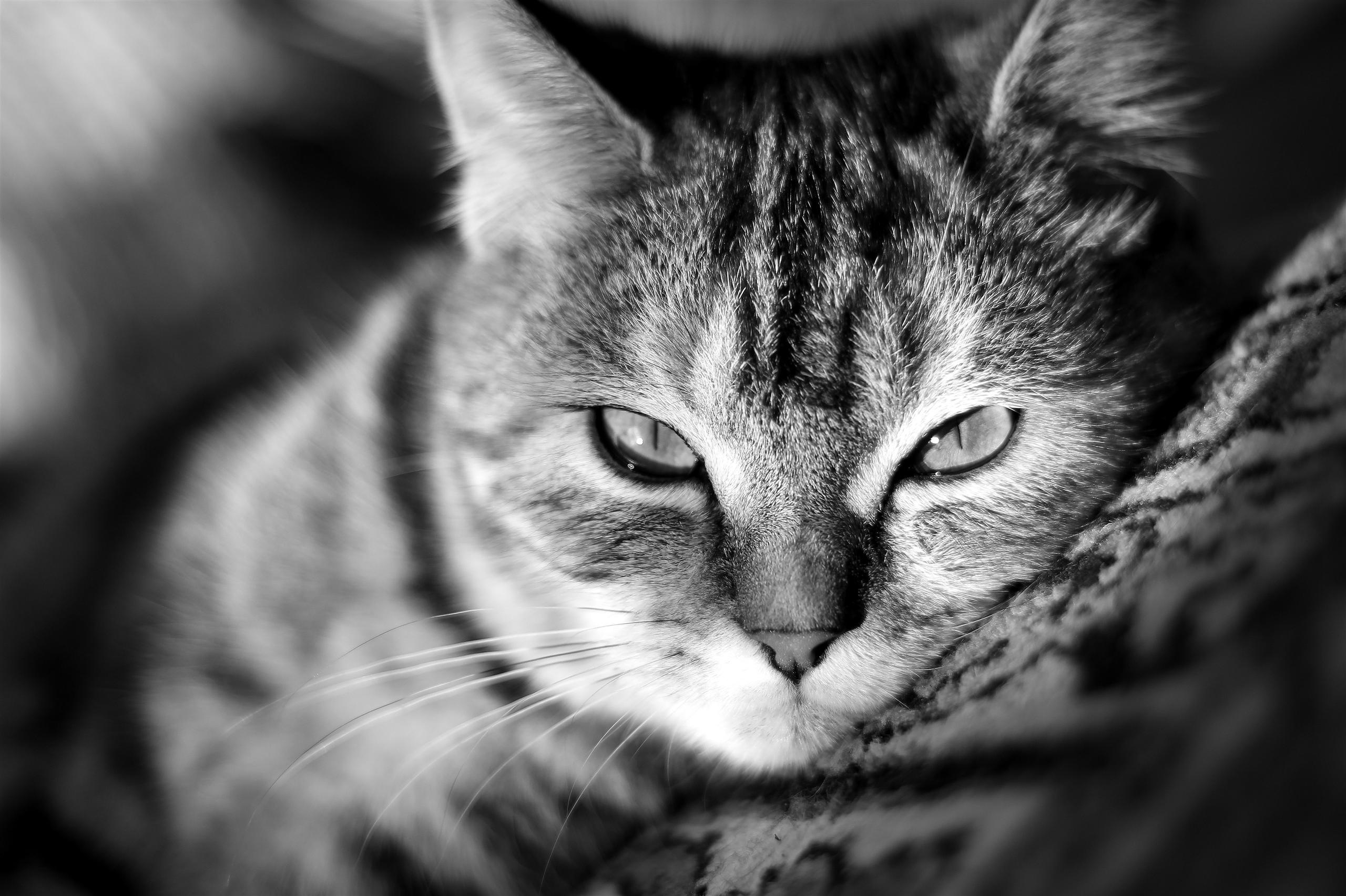 Cat Wallpapers High Quality | Download Free