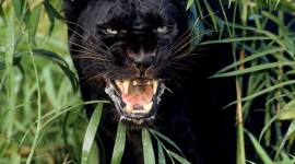 Black Panther Free download