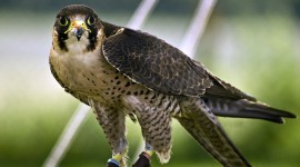 Falcon Photos