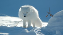 Arctic Fox For desktop