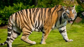 Tiger High Definition