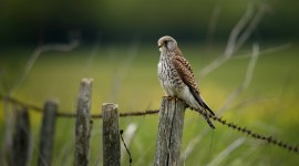 Falcon background