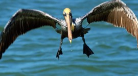Pelican Pictures