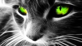 Cat High quality wallpapers