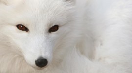 Arctic Fox High Definition