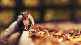 Squirrel for android